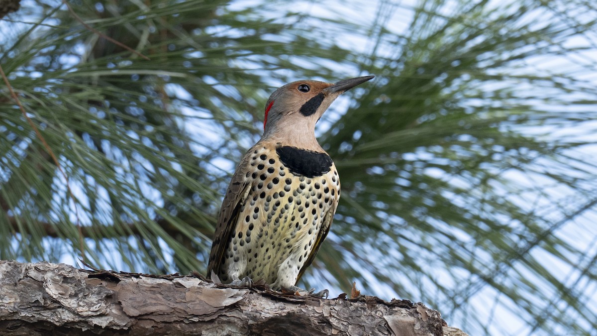 Northern Flicker (Yellow-shafted) - ML646272202