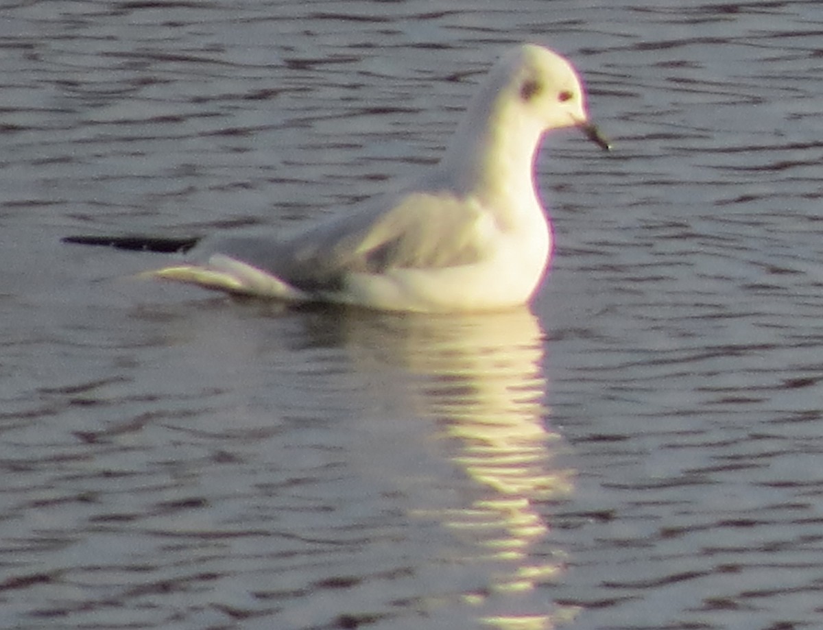Bonaparte's Gull - ML646272203