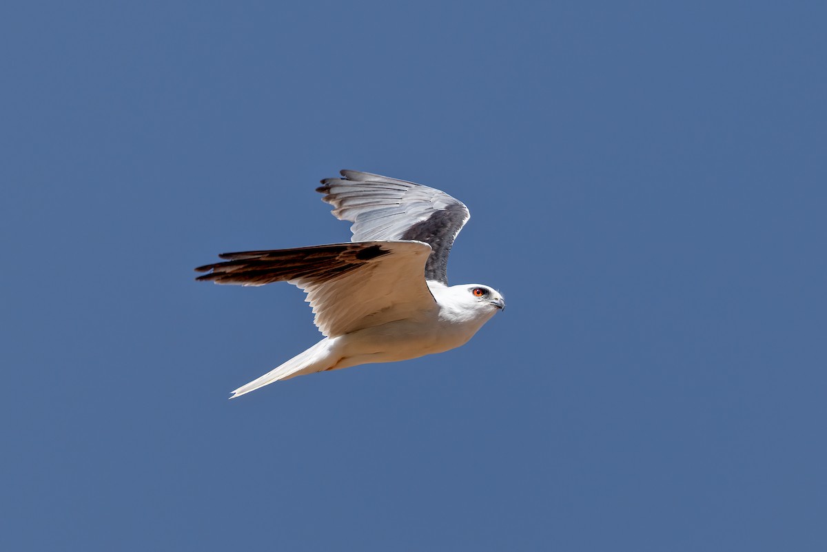 Black-shouldered Kite - ML646272204
