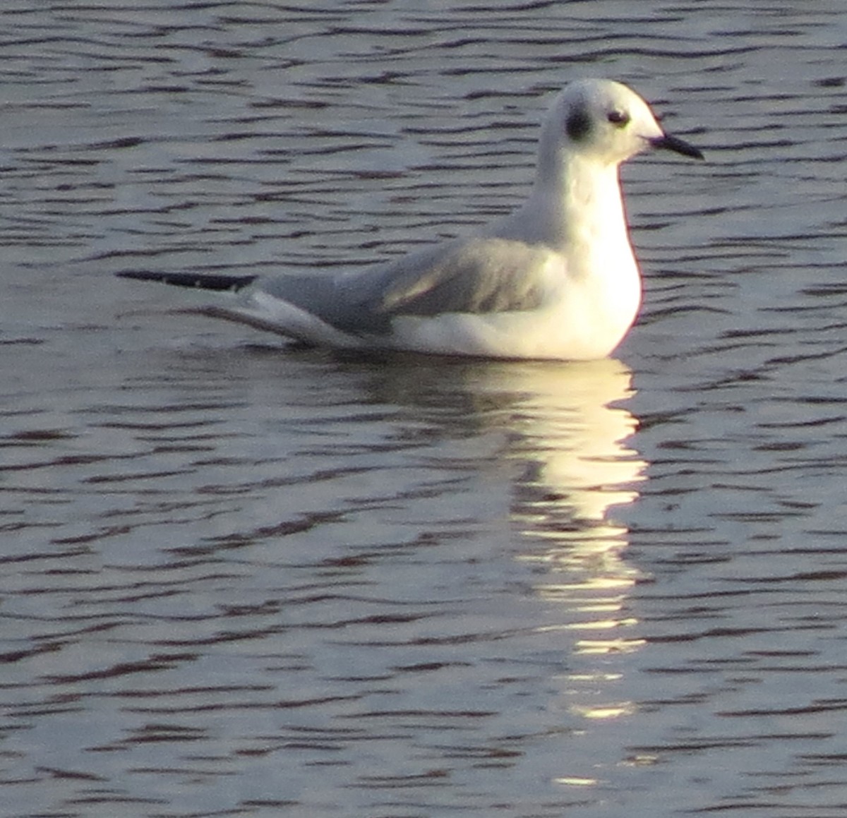 Bonaparte's Gull - ML646272205