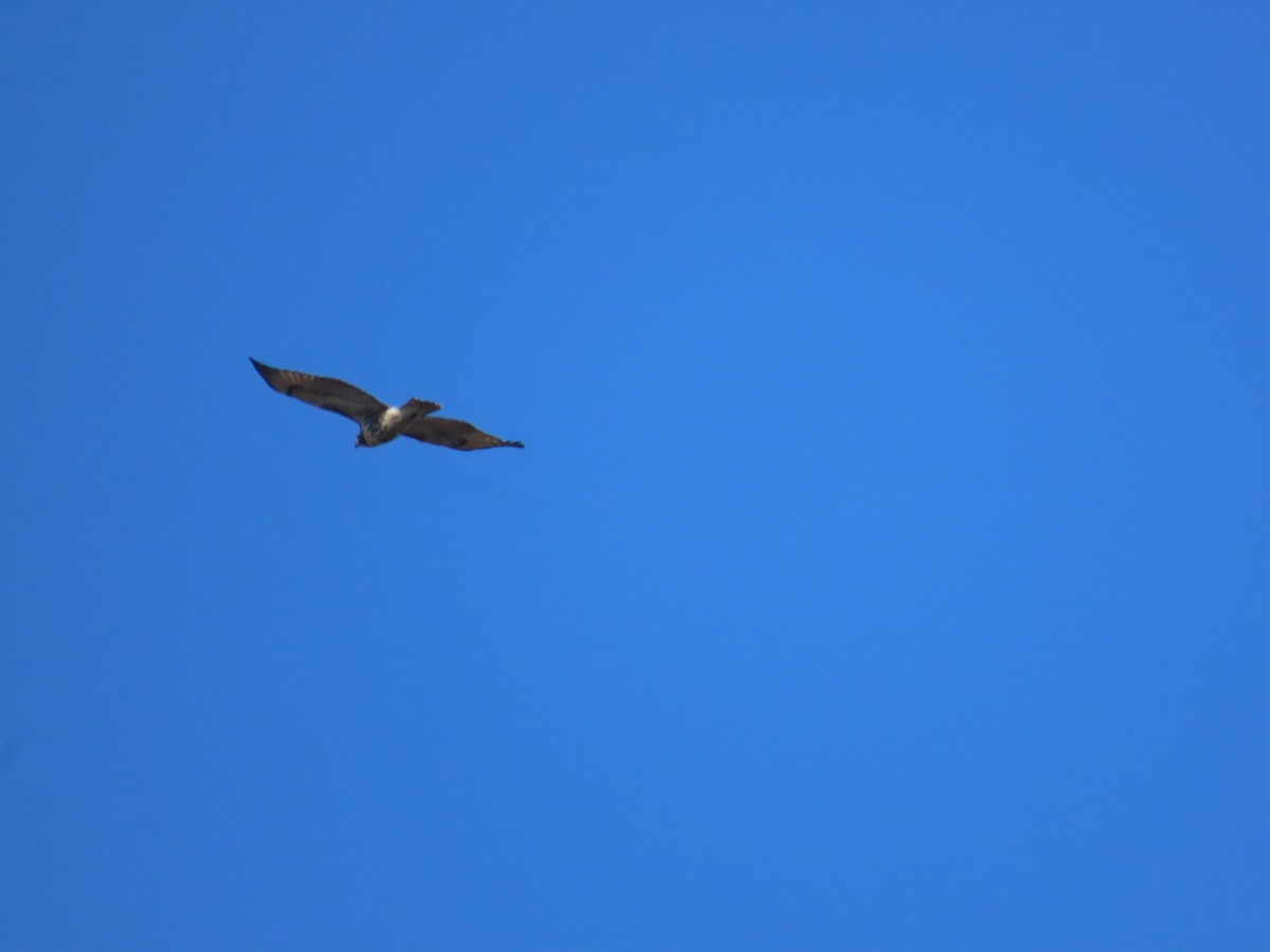 Red-tailed Hawk - ML646272207