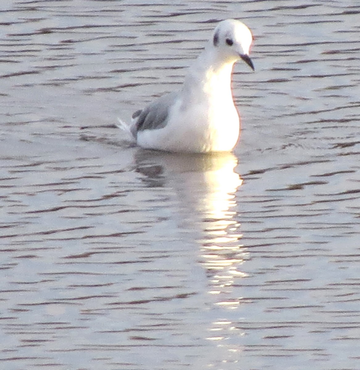 Bonaparte's Gull - ML646272208