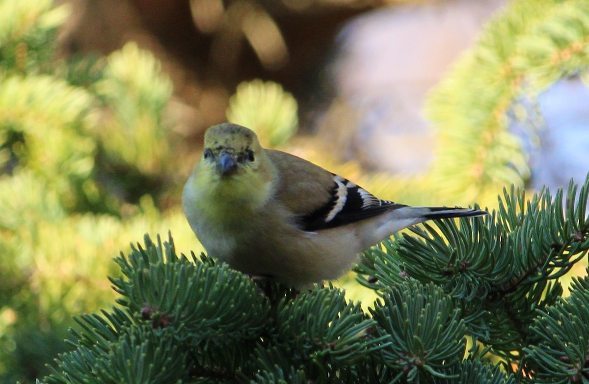 American Goldfinch - ML646272210