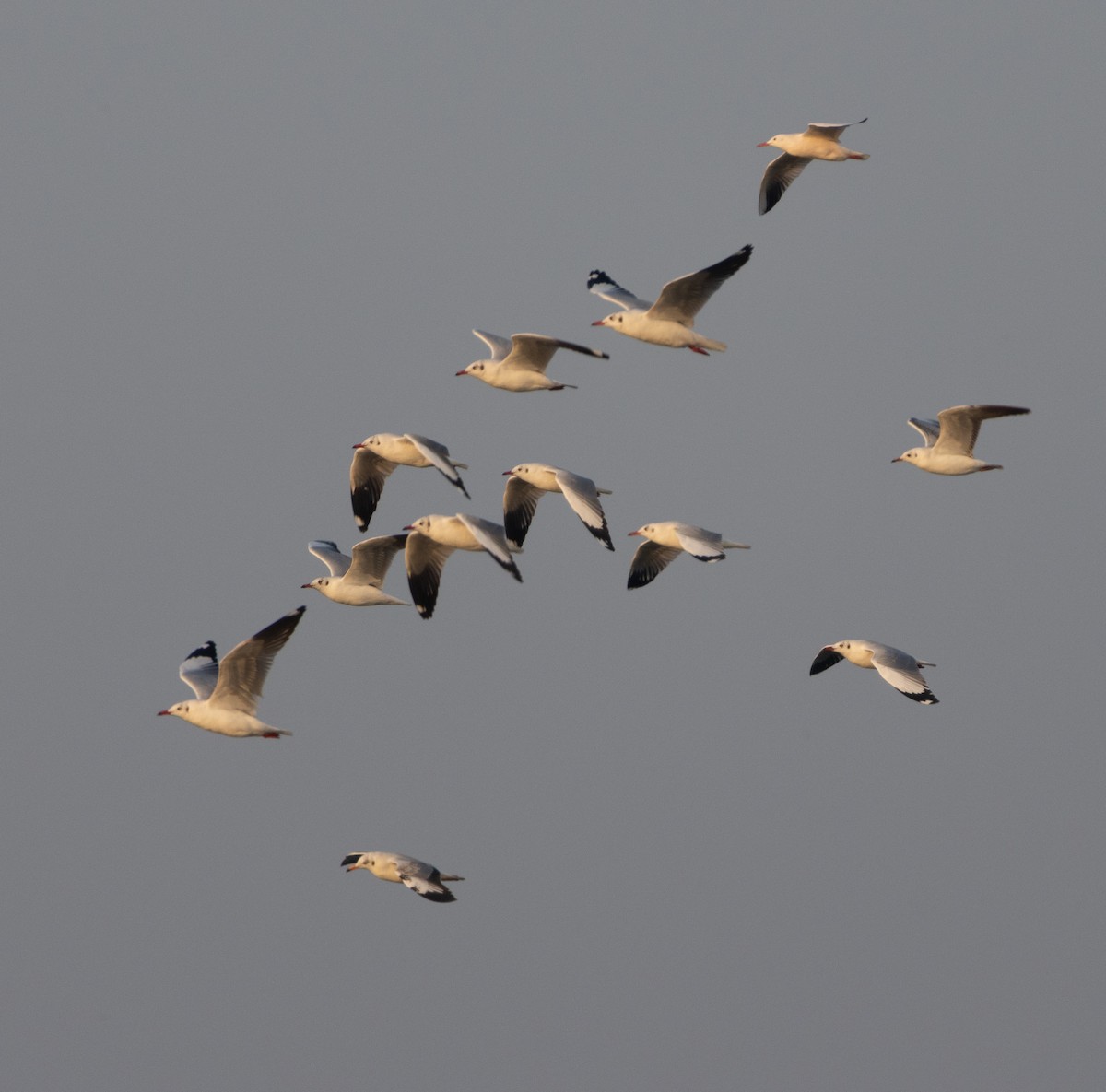 Brown-headed Gull - ML646272213