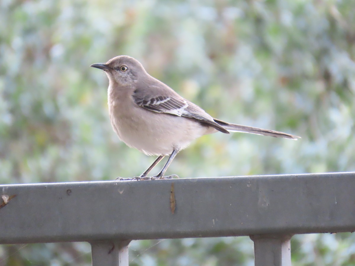 Northern Mockingbird - ML646272214