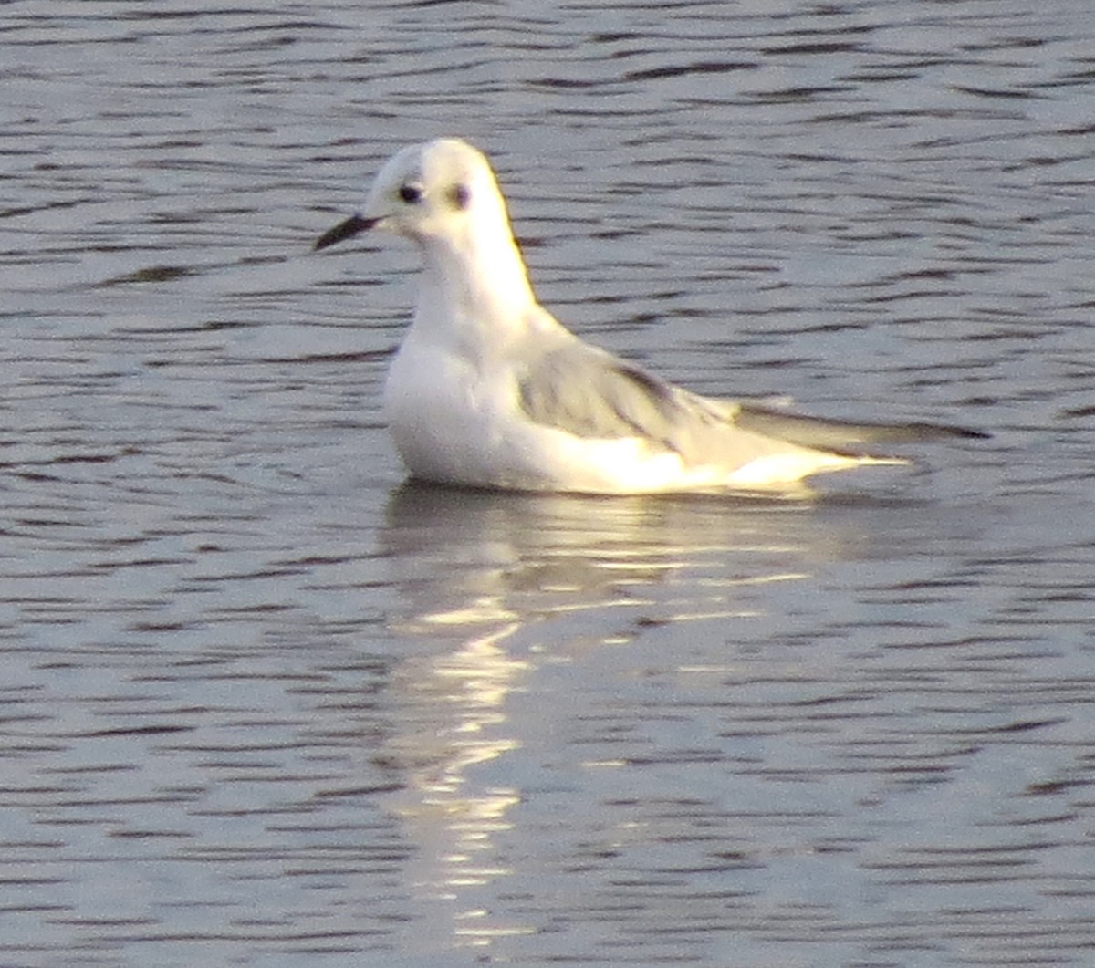 Bonaparte's Gull - ML646272215