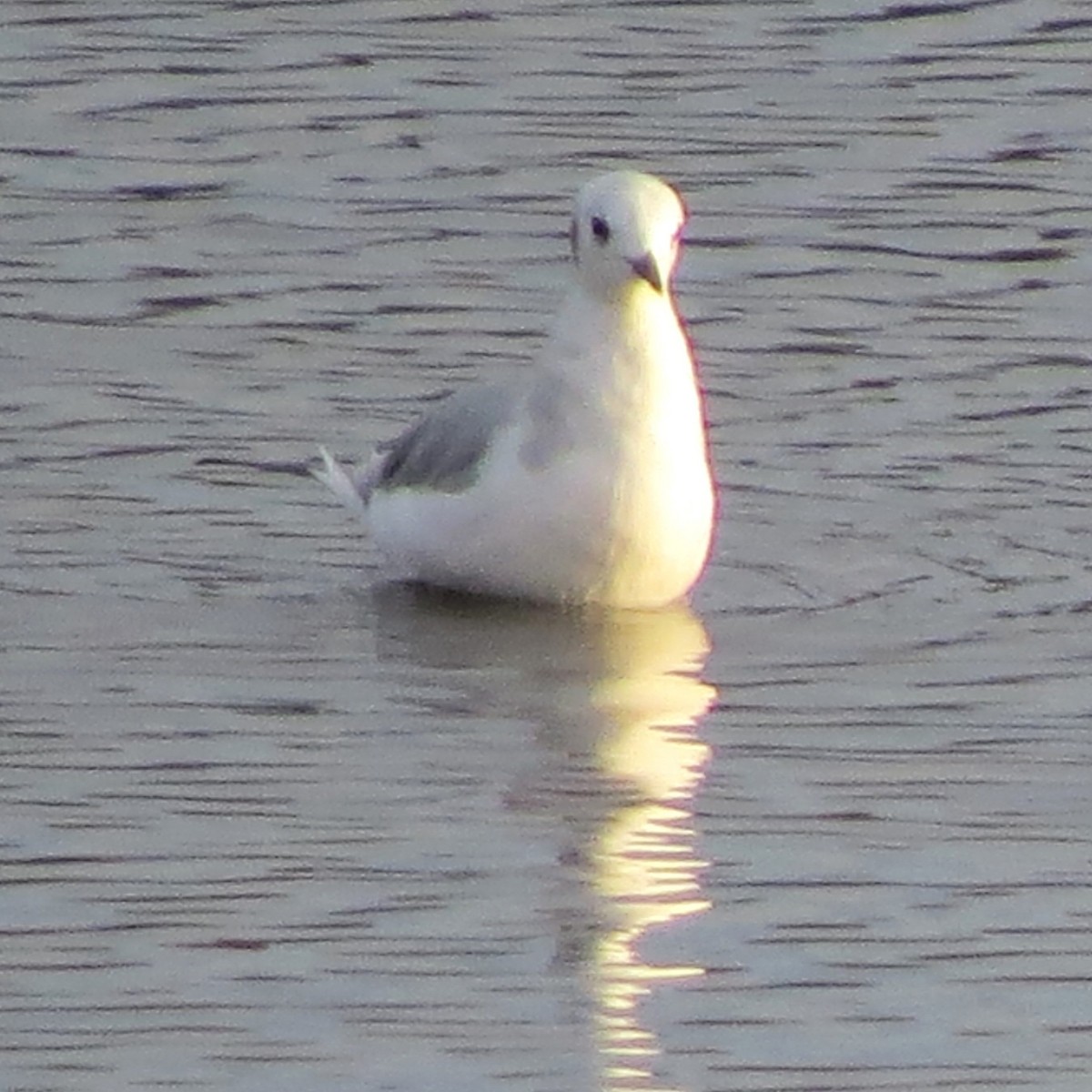 Bonaparte's Gull - ML646272216