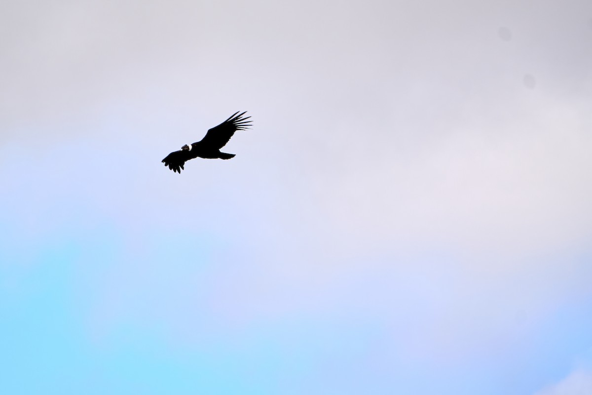 Andean Condor - ML646272219