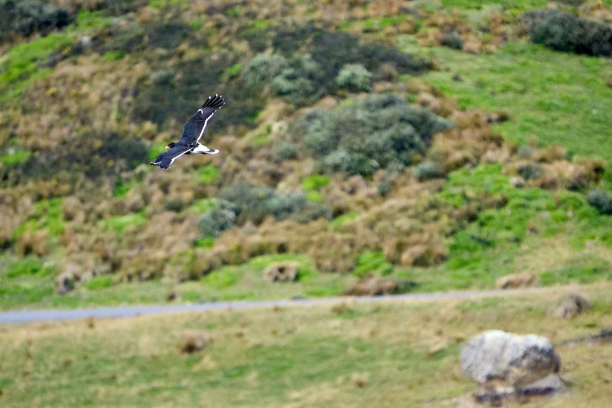Andean Condor - ML646272221