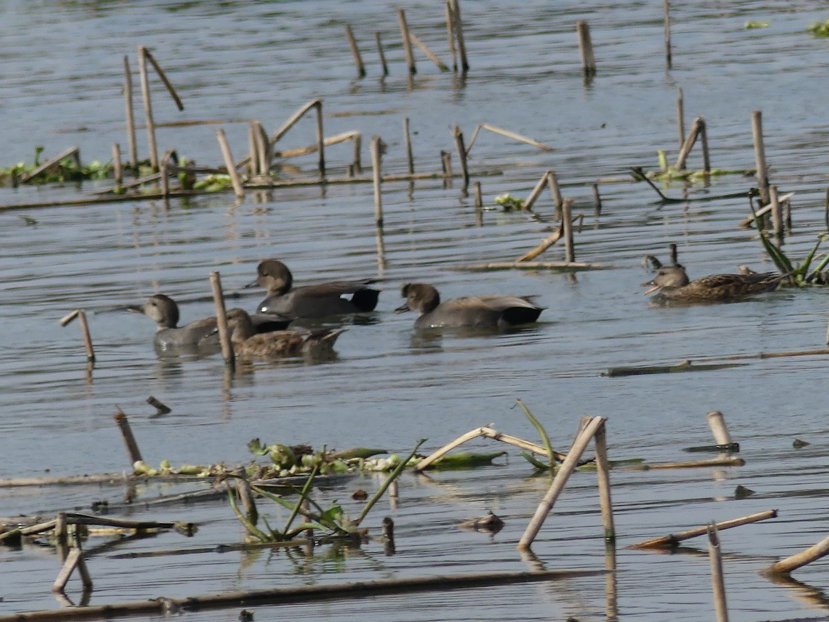 Boz Ördek - ML646272226