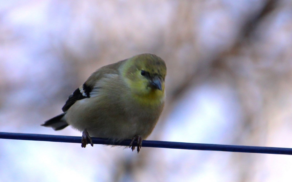 American Goldfinch - ML646272227