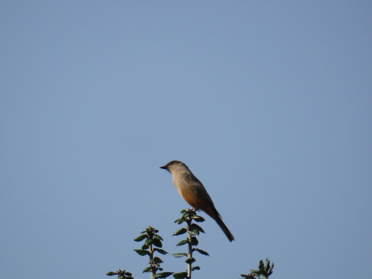 Say's Phoebe - ML646272229