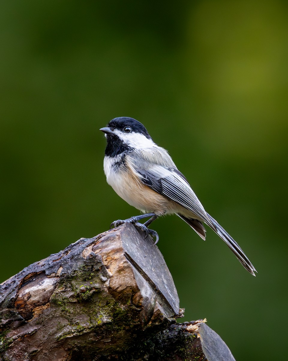 Black-capped Chickadee - ML646272230