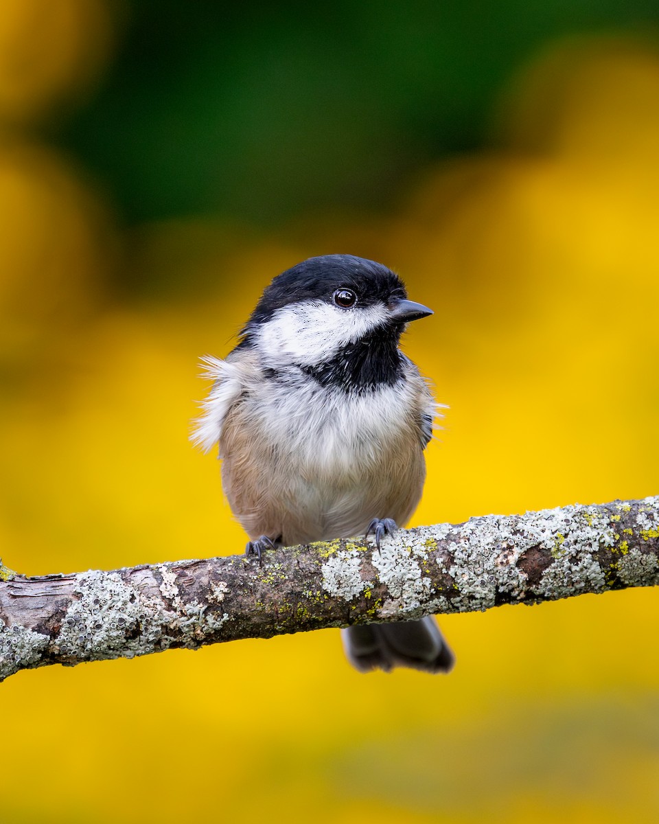 Black-capped Chickadee - ML646272231