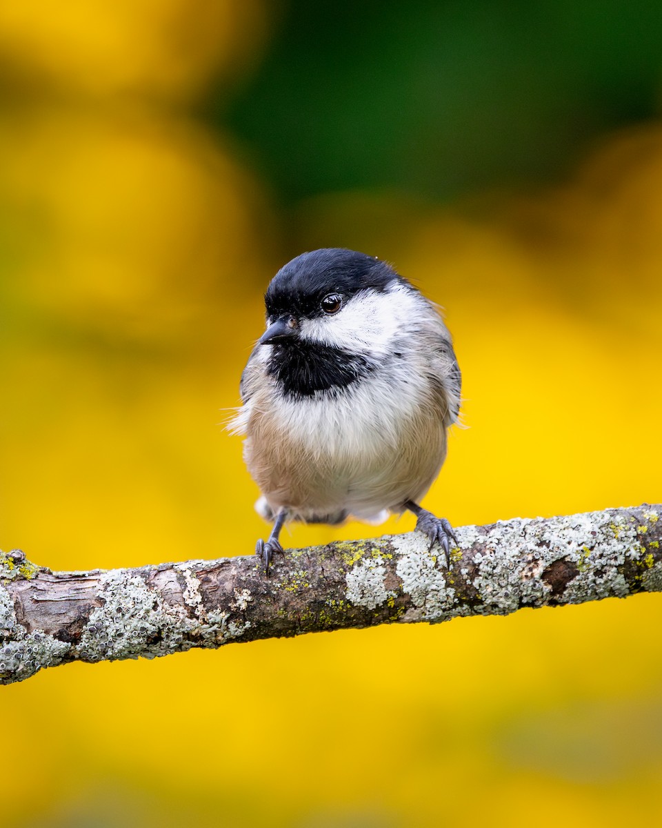 Black-capped Chickadee - ML646272232