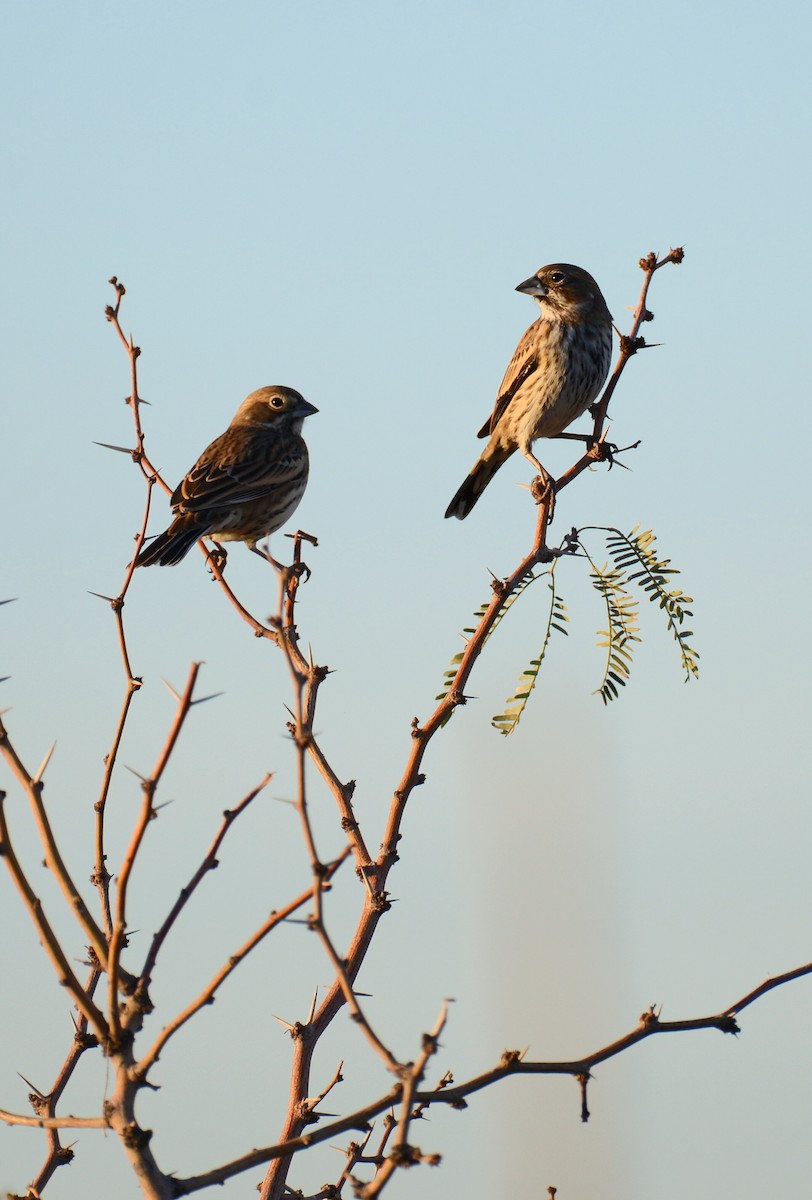 Lark Bunting - ML646272239