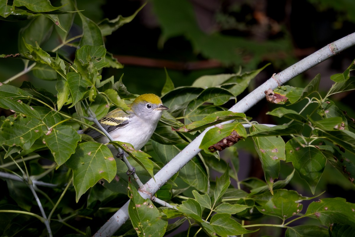 ワキチャアメリカムシクイ - ML646272240