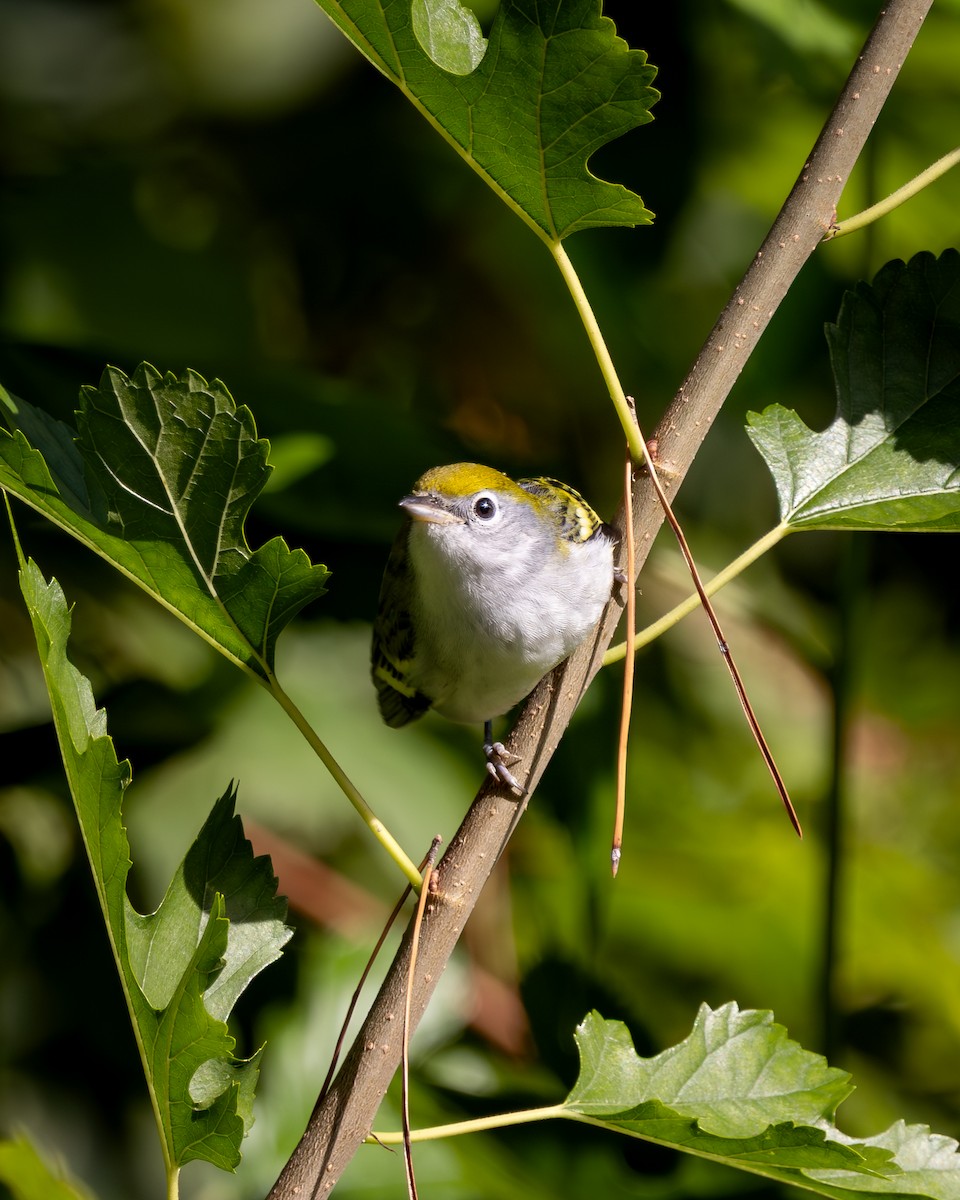 ワキチャアメリカムシクイ - ML646272241