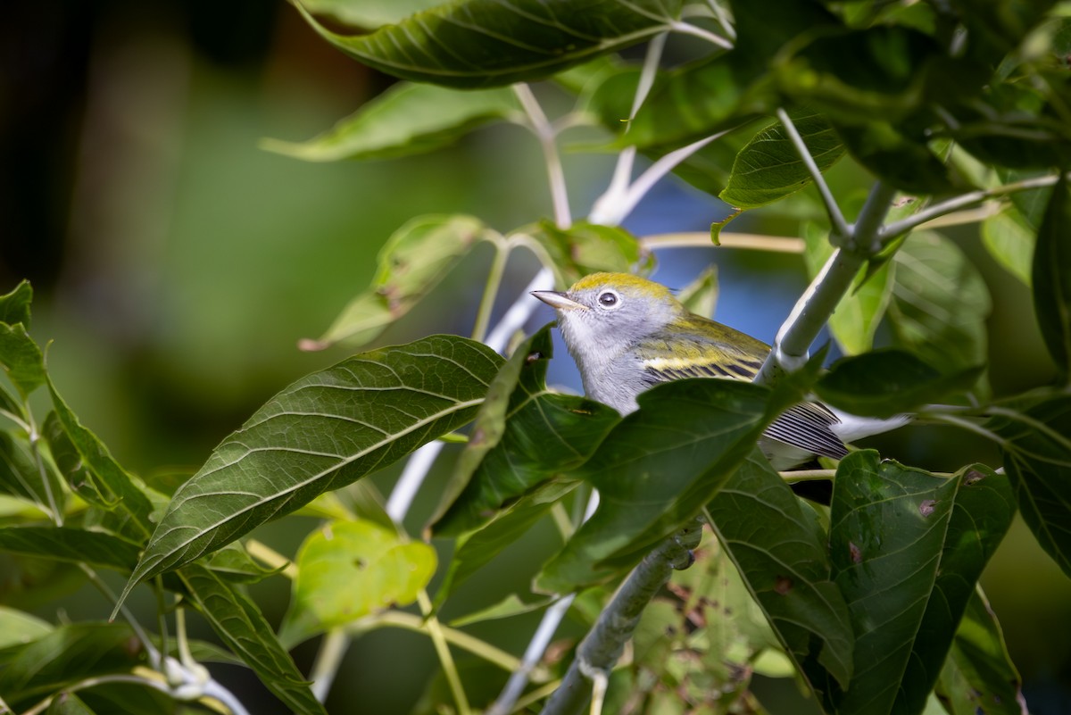 ワキチャアメリカムシクイ - ML646272243