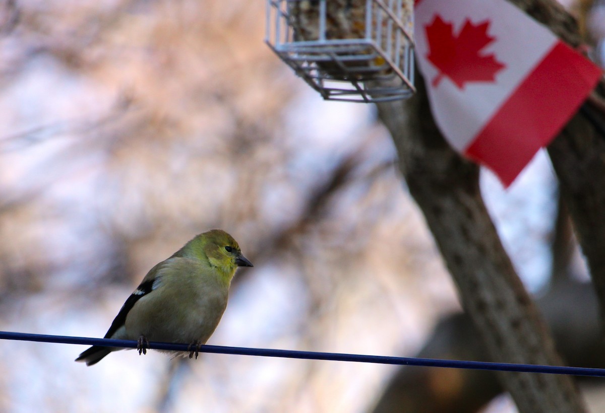 American Goldfinch - ML646272244