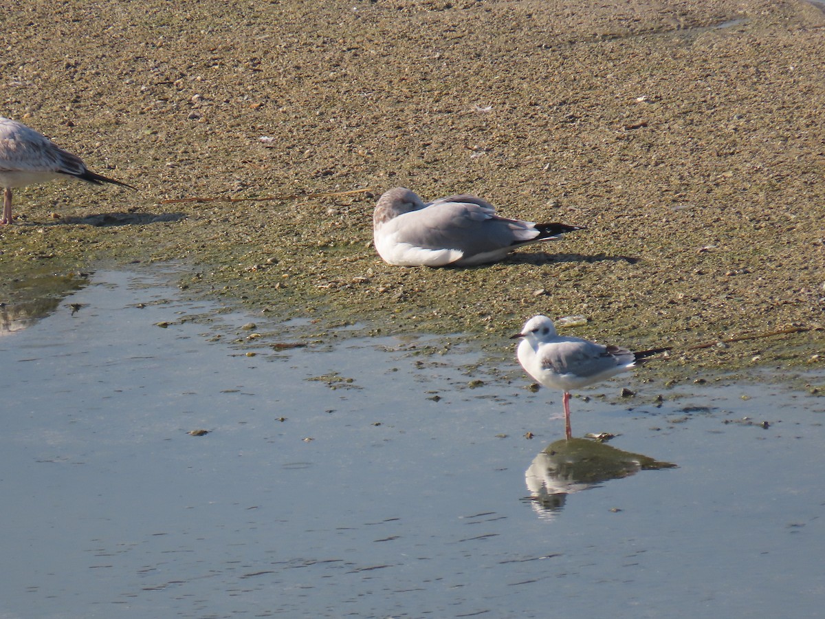 Bonaparte's Gull - ML646272245