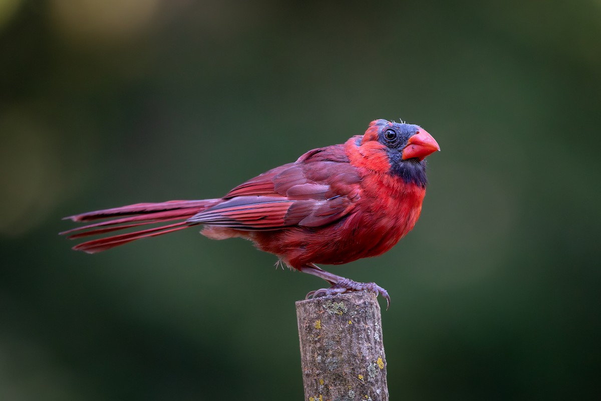 Northern Cardinal - ML646272247