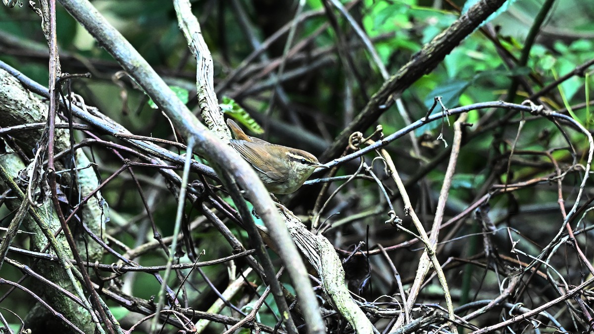 Asian Stubtail - ML646272249