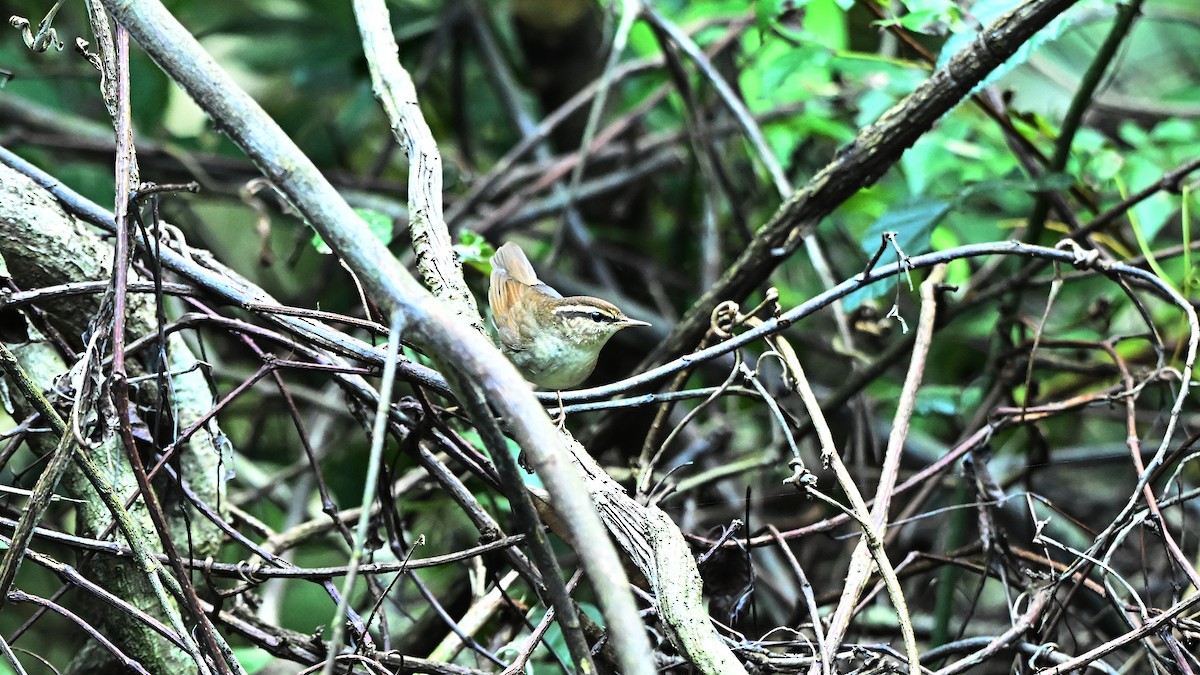 Asian Stubtail - ML646272250