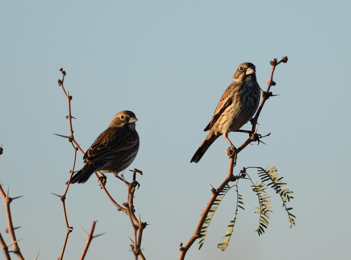 Lark Bunting - ML646272252