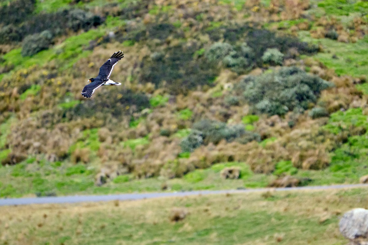Andean Condor - ML646272253