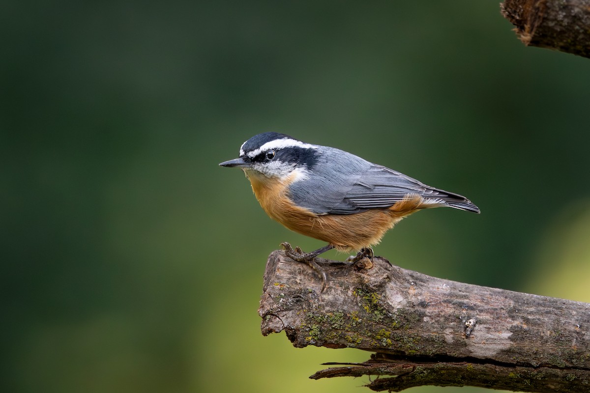Red-breasted Nuthatch - ML646272257