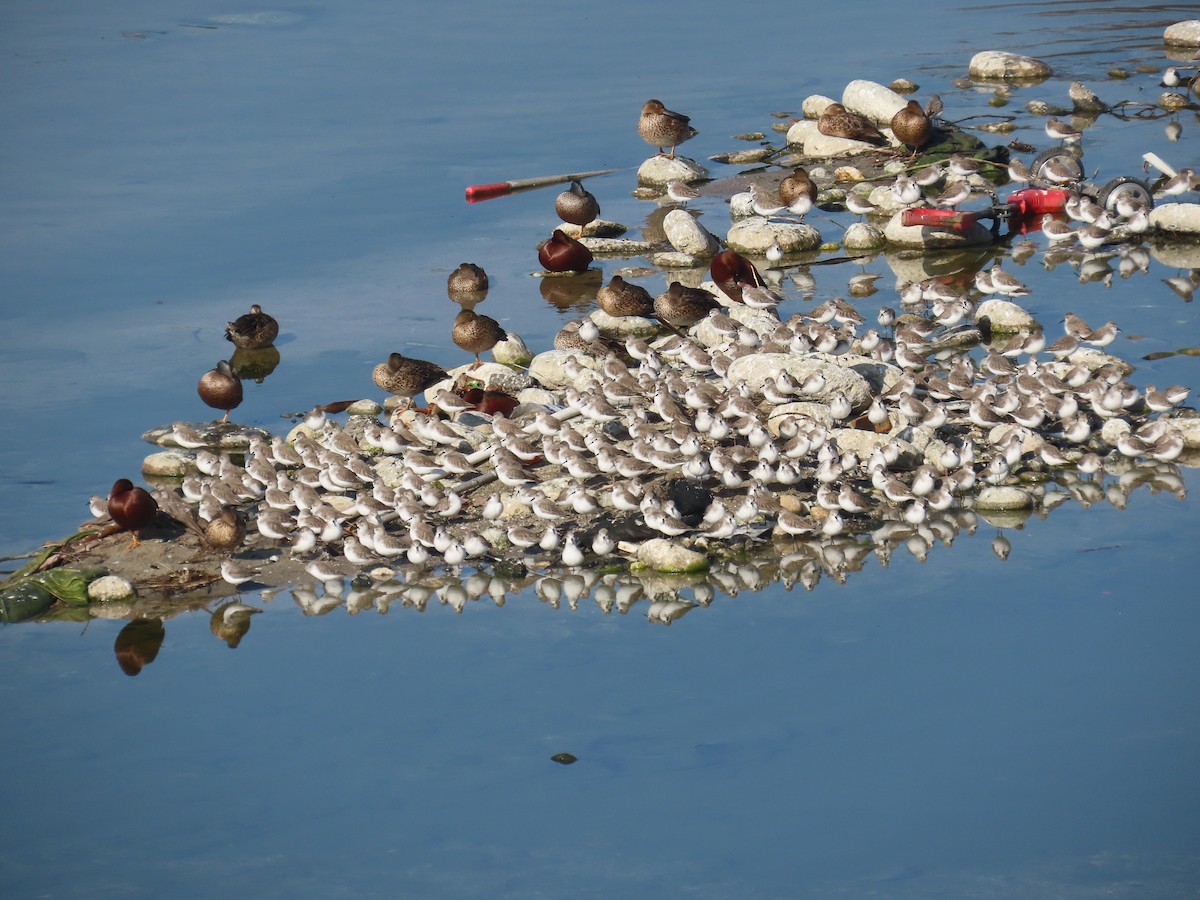 Western Sandpiper - ML646272259