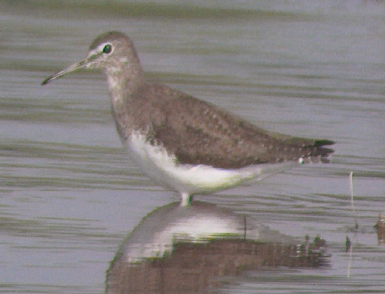 Green Sandpiper - ML646272260