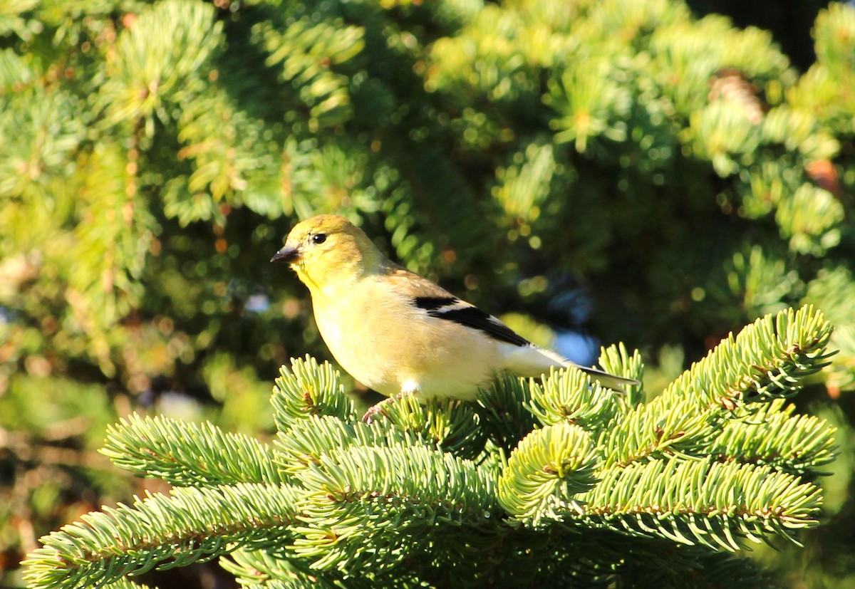 American Goldfinch - ML646272263