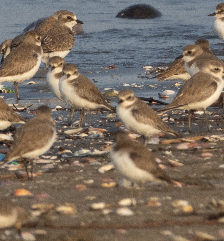 Tibetan Sand-Plover - ML646272264