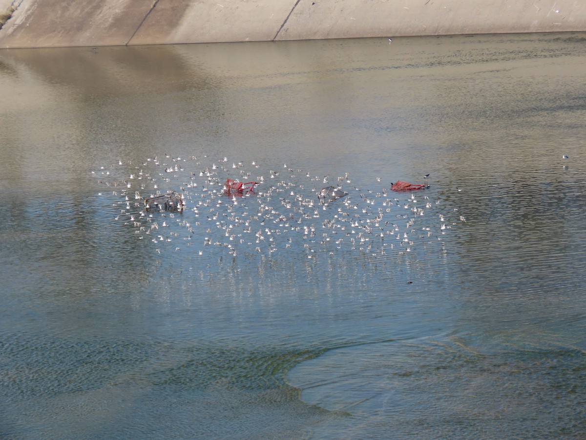 Western Sandpiper - ML646272268