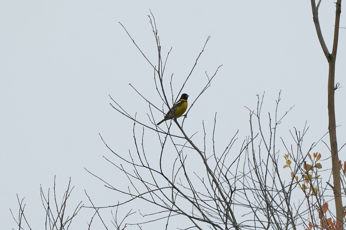 Yellow-breasted Bunting - ML646272270