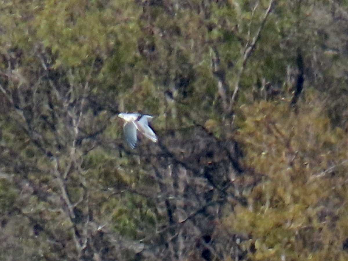 Little Gull - ML646272271