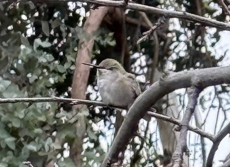 Costa's Hummingbird - ML646272273