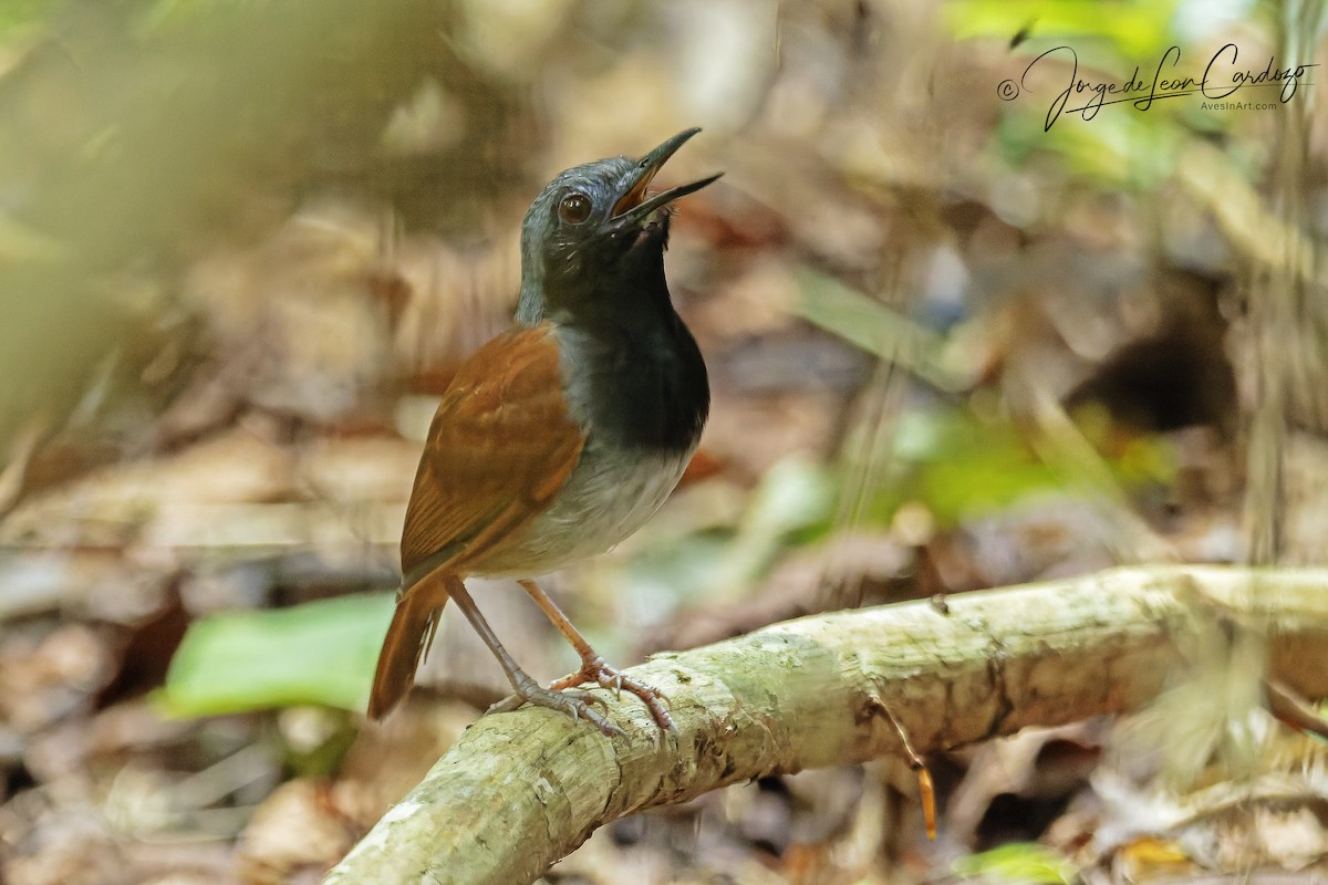 White-bellied Antbird - ML646272274