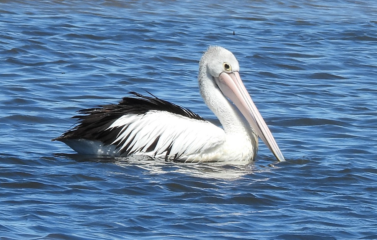 Australian Pelican - ML646272275