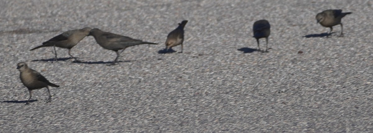 Brewer's Blackbird - ML646272276