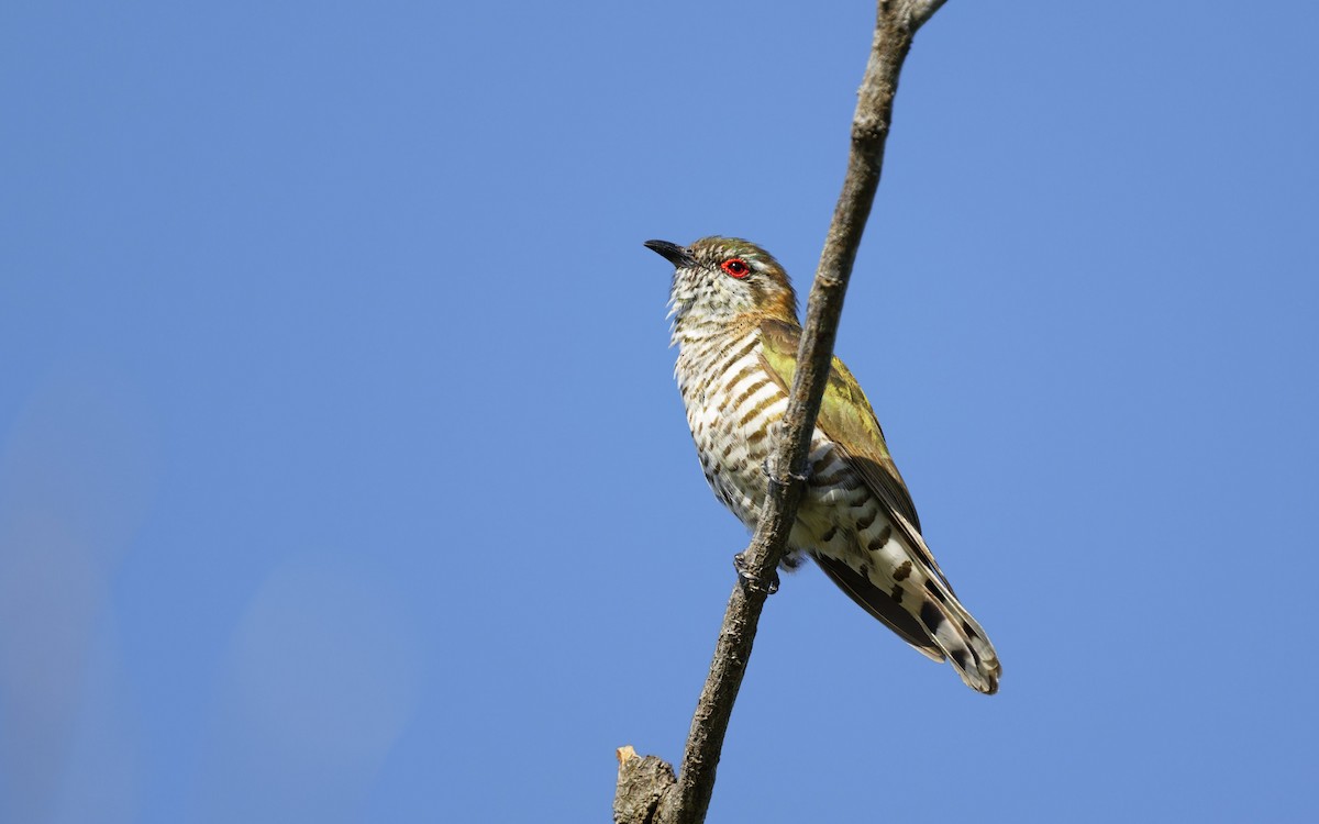 Little Bronze-Cuckoo - ML646272277