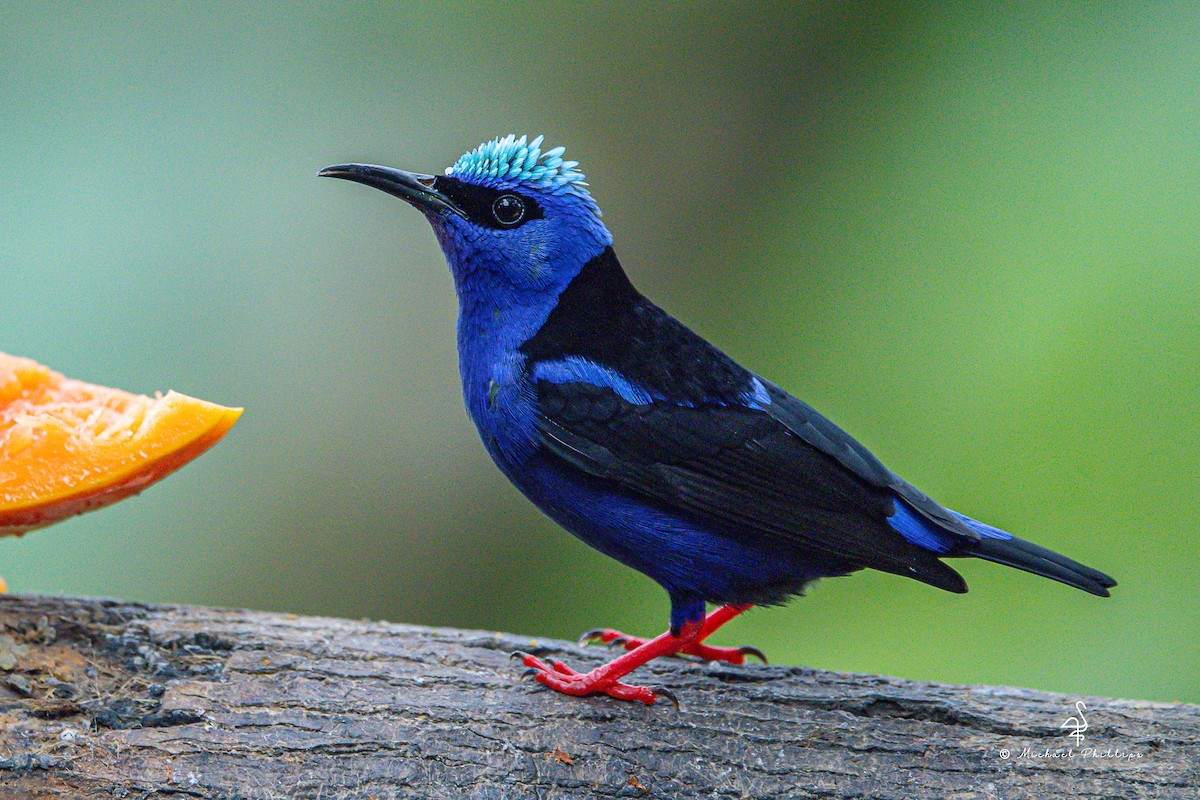 Red-legged Honeycreeper - ML646272278