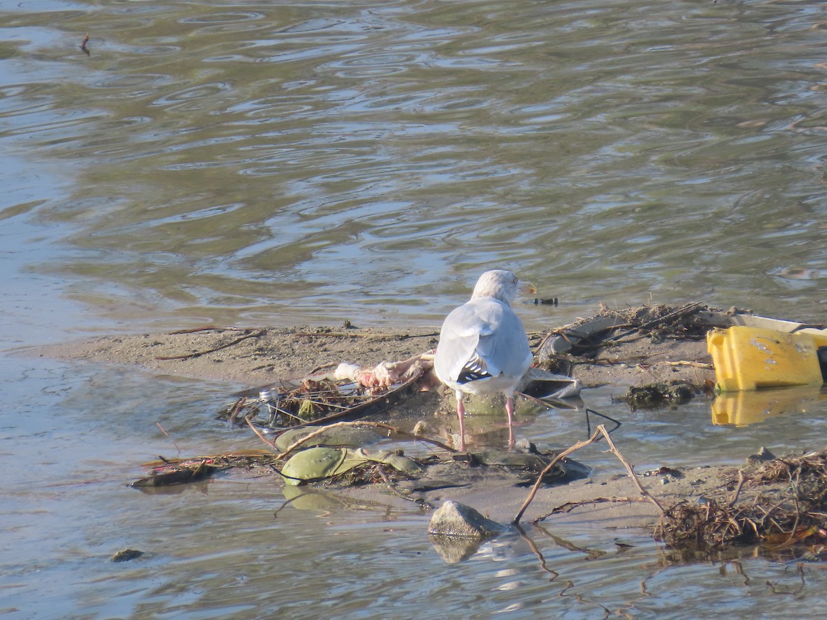 American Herring Gull - ML646272279