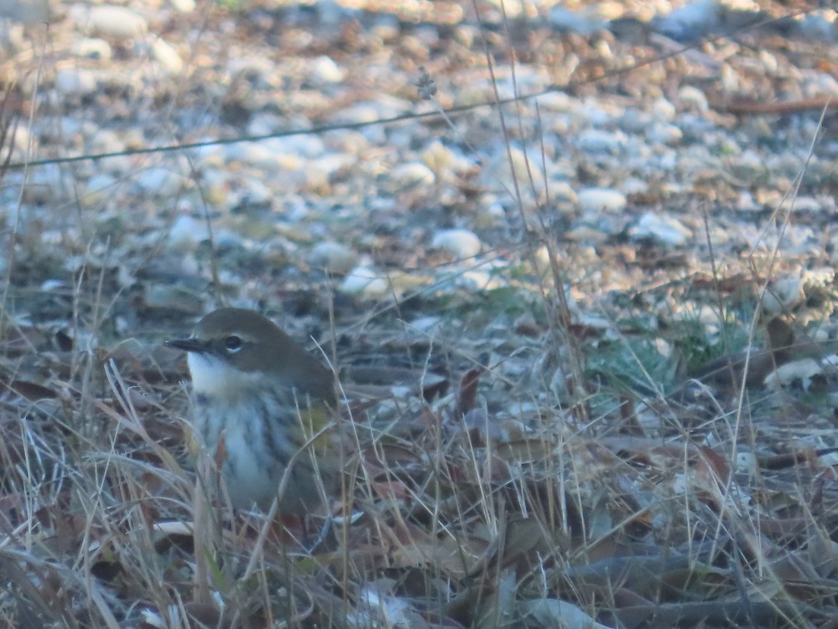 Yellow-rumped Warbler - ML646272280