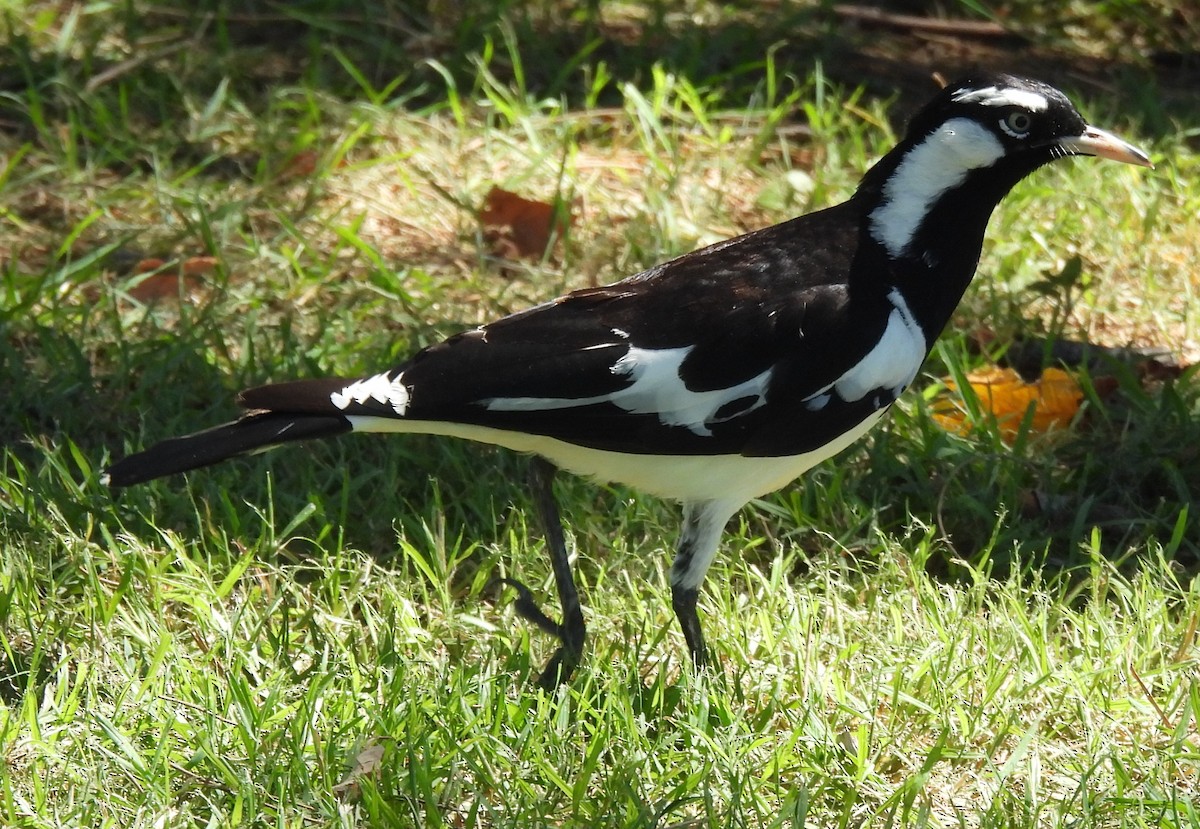 Magpie-lark - ML646272282