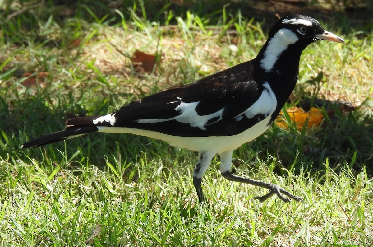 Magpie-lark - ML646272283
