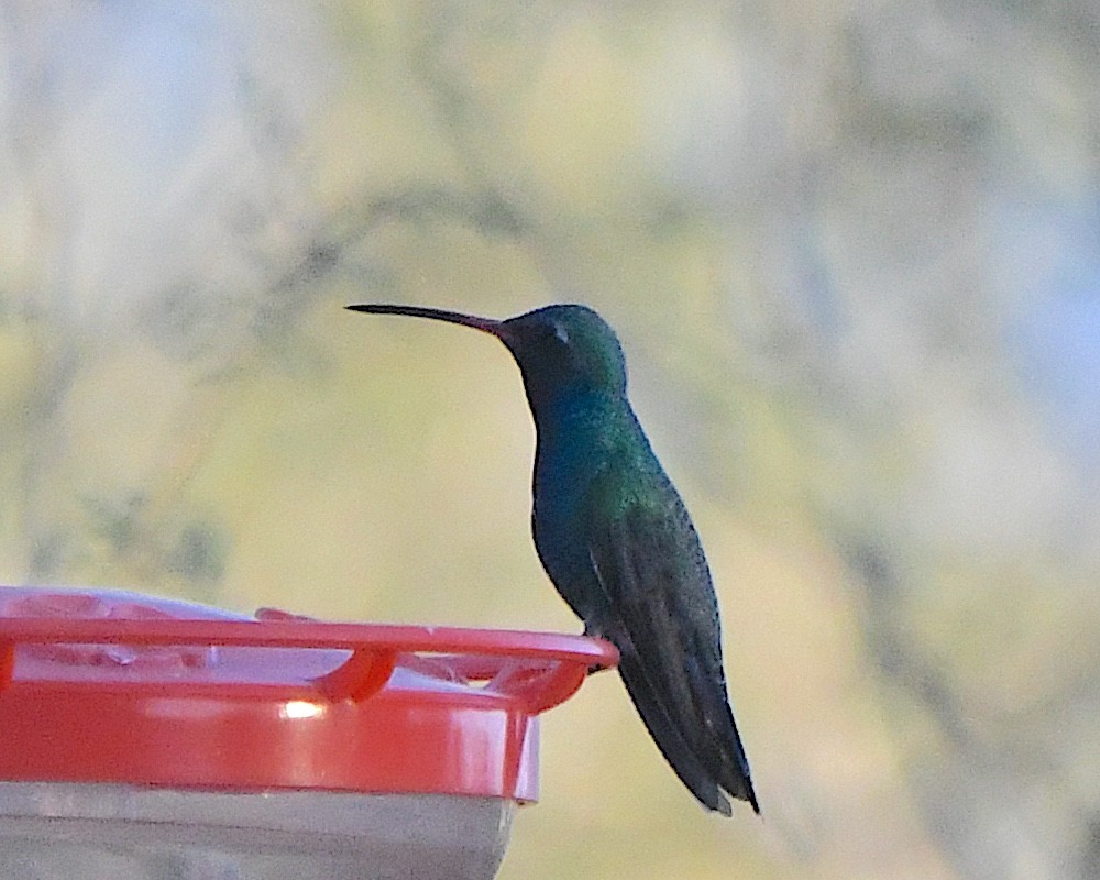 Broad-billed Hummingbird - ML646272285