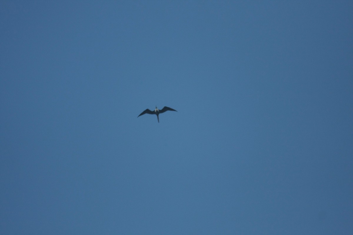 Magnificent Frigatebird - ML646272286